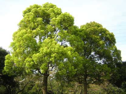 楠木樹|楠木(クスノキ)はどんな木？花言葉や特徴！樟脳や花。